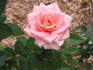 Georgia Belle rose photo