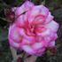 Basil's Kisses rose photo