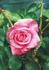 Eternity rose photo