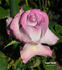 Avant Garde® rose photo