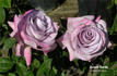 Avant Garde® rose photo