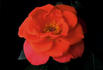 Little Flame rose photo