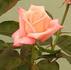Julia's Kiss rose photo