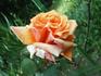 Copper Gem rose photo