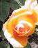 Western Sun ® rose photo
