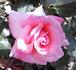 Teddy rose photo