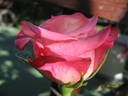 Cool Water rose photo