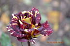 Hocus Pocus rose photo
