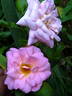 Marie-Victorin rose photo