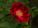 Diabolo rose photo