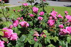 Hilda Murrell ® rose photo