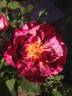 Magdas Rose rose photo