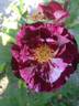 Magdas Rose rose photo