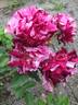 Magdas Rose rose photo