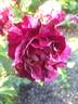 Magdas Rose rose photo