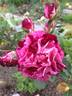 Magdas Rose rose photo