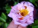 Marie-Victorin rose photo