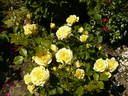 China Girl rose photo