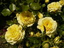 China Girl rose photo