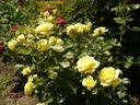 China Girl rose photo