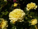 China Girl rose photo