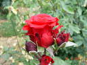 Red Berlin rose photo