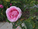 Felbergs Rosa Druschki rose photo
