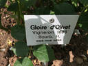 Gloire d'Olivet rose photo