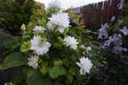 Arctic Queen clematis photo