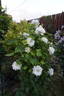 Arctic Queen clematis photo