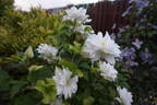 Arctic Queen clematis photo