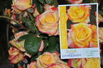 Fragrant Peace rose photo