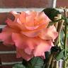 Vitalrose Johannes rose photo