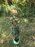 Vitalrose Johannes rose photo