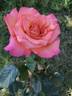 Vitalrose Johannes rose photo