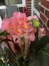 Vitalrose Johannes rose photo