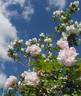 Ayrshire Splendens rose photo