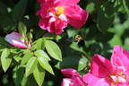 William Baffin rose photo