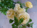 Indiane rose photo
