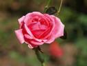 Bliss rose photo