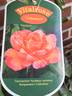 Vitalrose Johannes rose photo