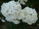 Neige d'Été rose photo