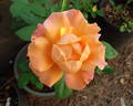 Morange rose photo