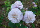 Florence Delattre ® rose photo