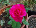Dizzy Heights rose photo