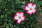 Pretty Kiss rose photo