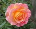 Rose of Hope™ rose photo