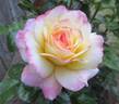 Rose of Hope™ rose photo