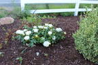 Popcorn Drift rose photo