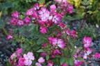 Oso Happy Smoothie rose photo